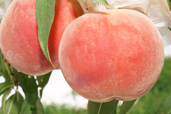 風土リンク　桃イメージ