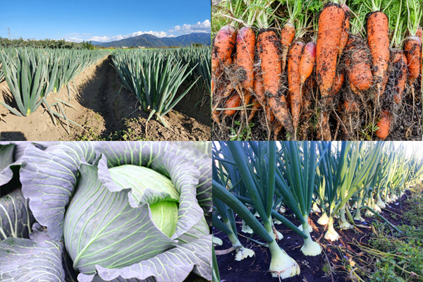 風土リンク　野菜イメージ
