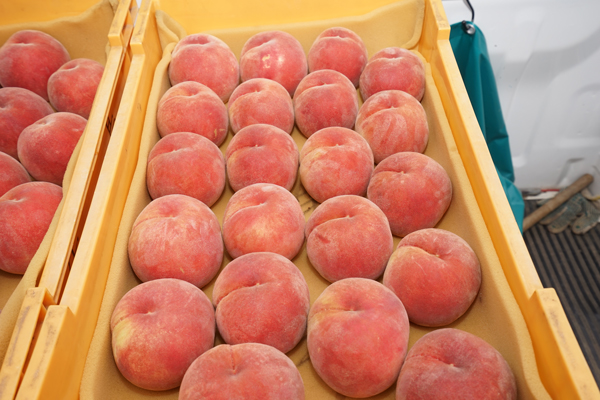 風土リンク　桃イメージ01