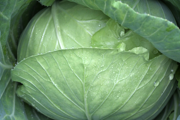 風土リンク　キャベツのイメージ001