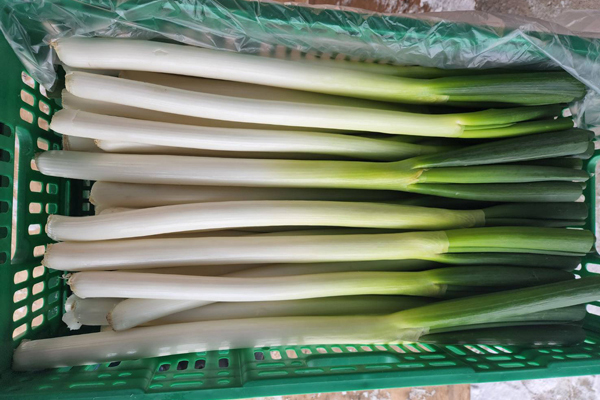 風土リンク　ネギのイメージ001