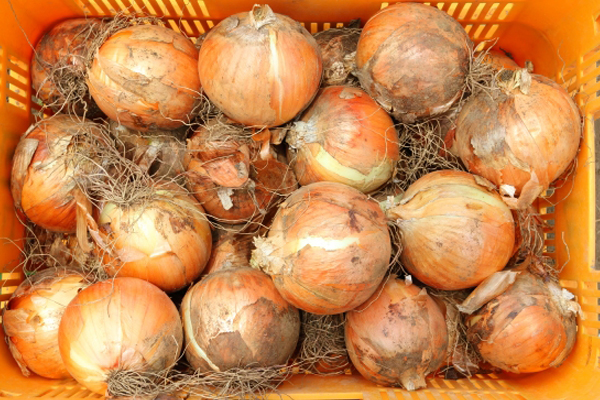 風土リンク　玉ねぎのイメージ001