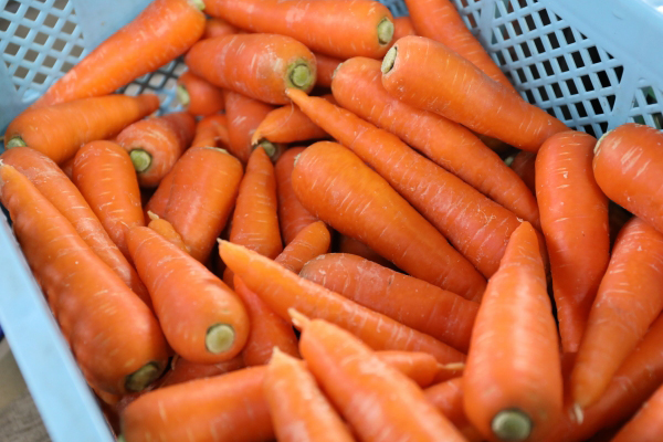 風土リンク　にんじんのイメージ001